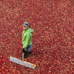 Dr. Gaines-Day standing in a sea of crimson-colored cranberries