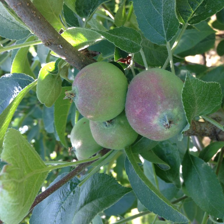Pollinator Management for Apple Growers Gratton Lab
